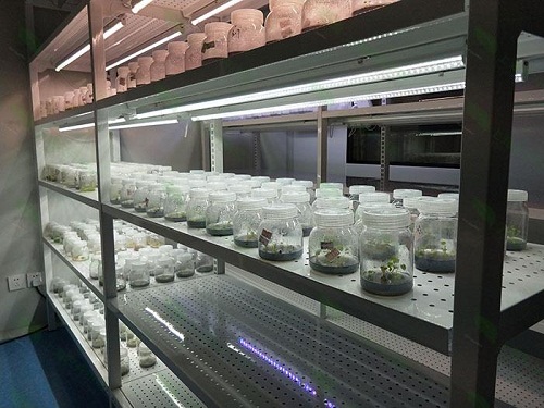 康县植物组织培养实验室设计建设方案